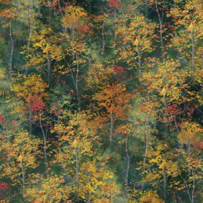 Forest Light With Green Background And Fall Leaves